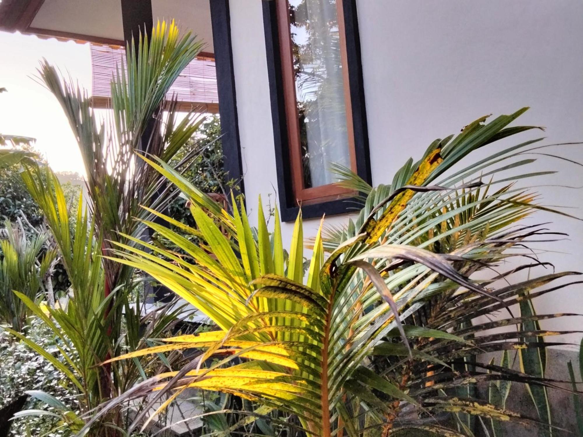 Buntera Homestay Sidemen サイドメン エクステリア 写真